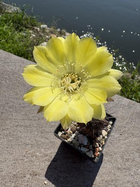 Echinopsis aurea v shaferi